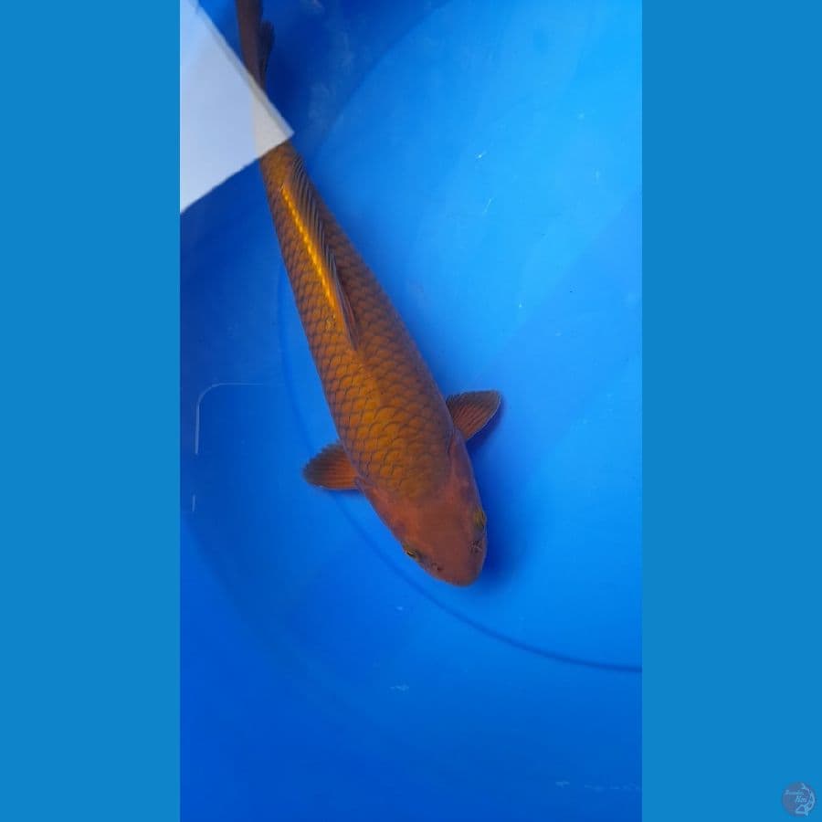 Chagoi net jelas 29cm