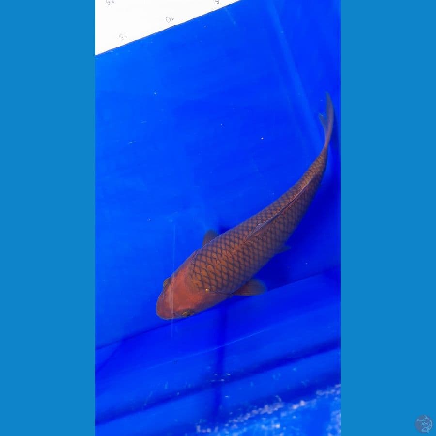 Chagoi good fukurin 25cm