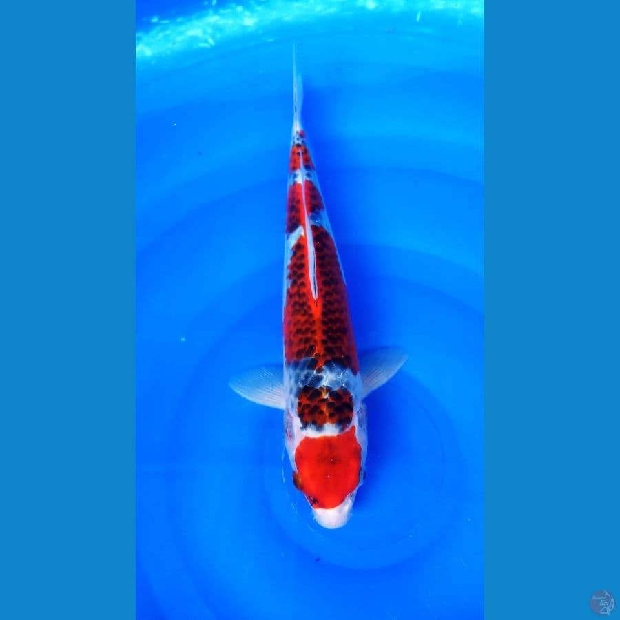 MARUTEN GOSHIKI 32 CM / F