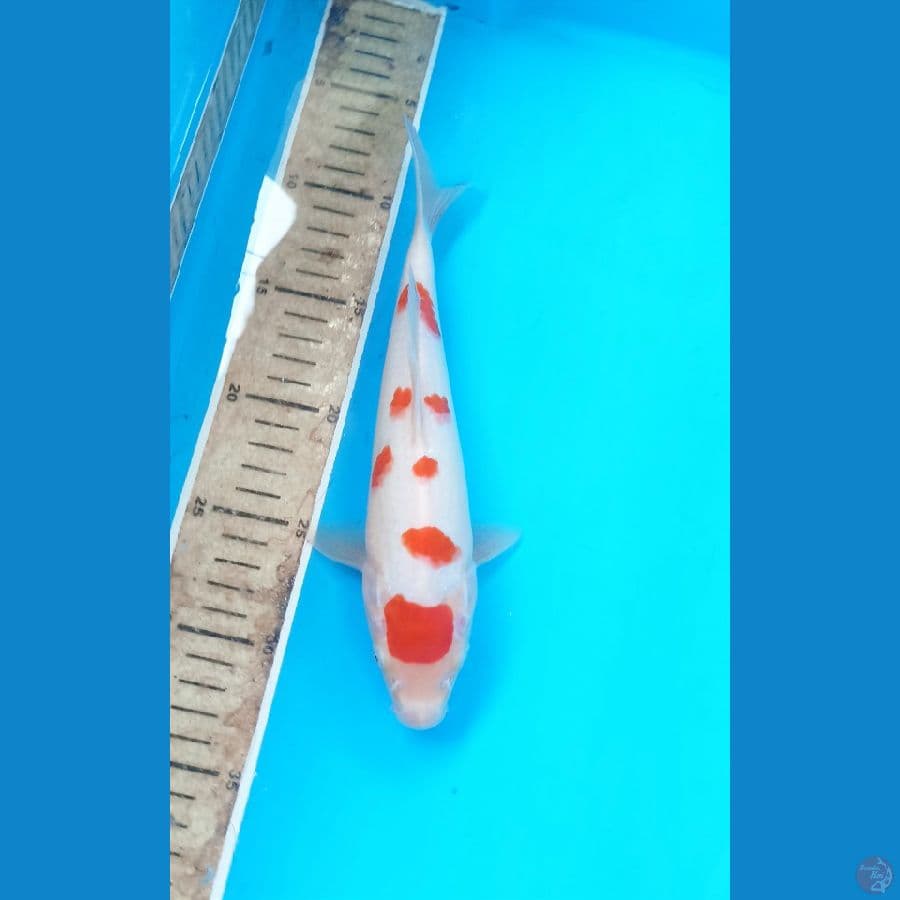 Kohaku 23cm