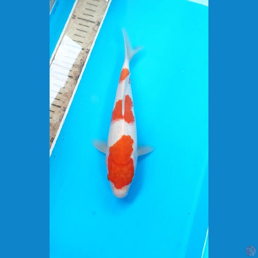 Kohaku 24cm