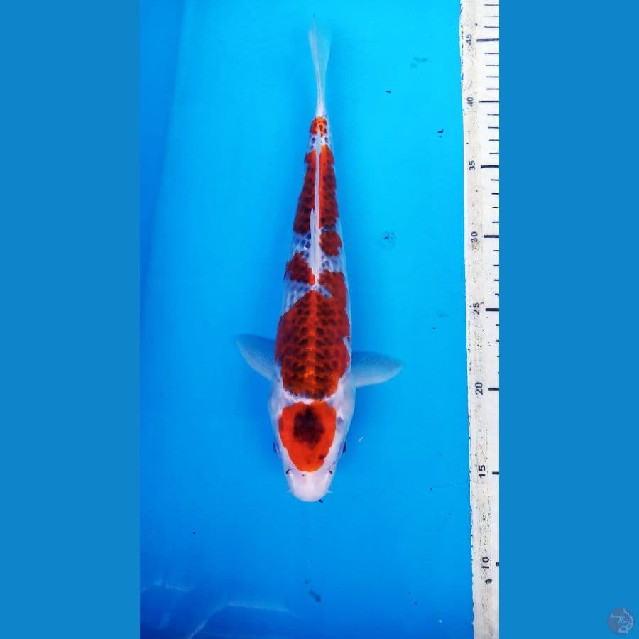 MARUTEN GOSHIKI 31 cm / MALE
