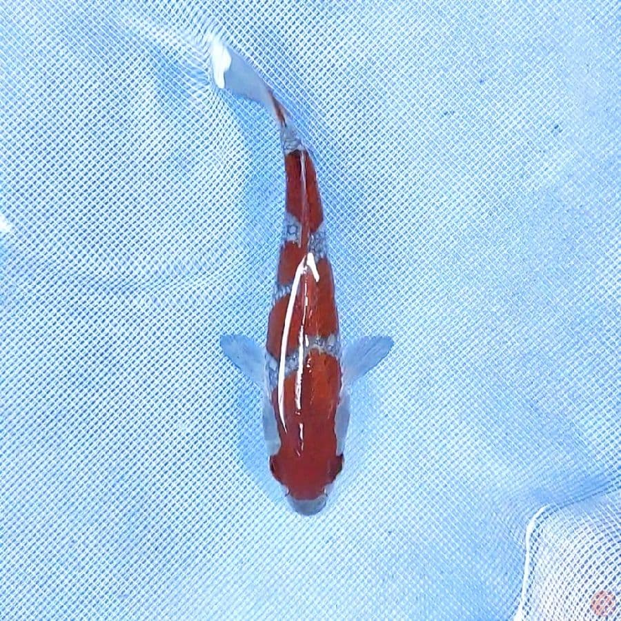 15cm