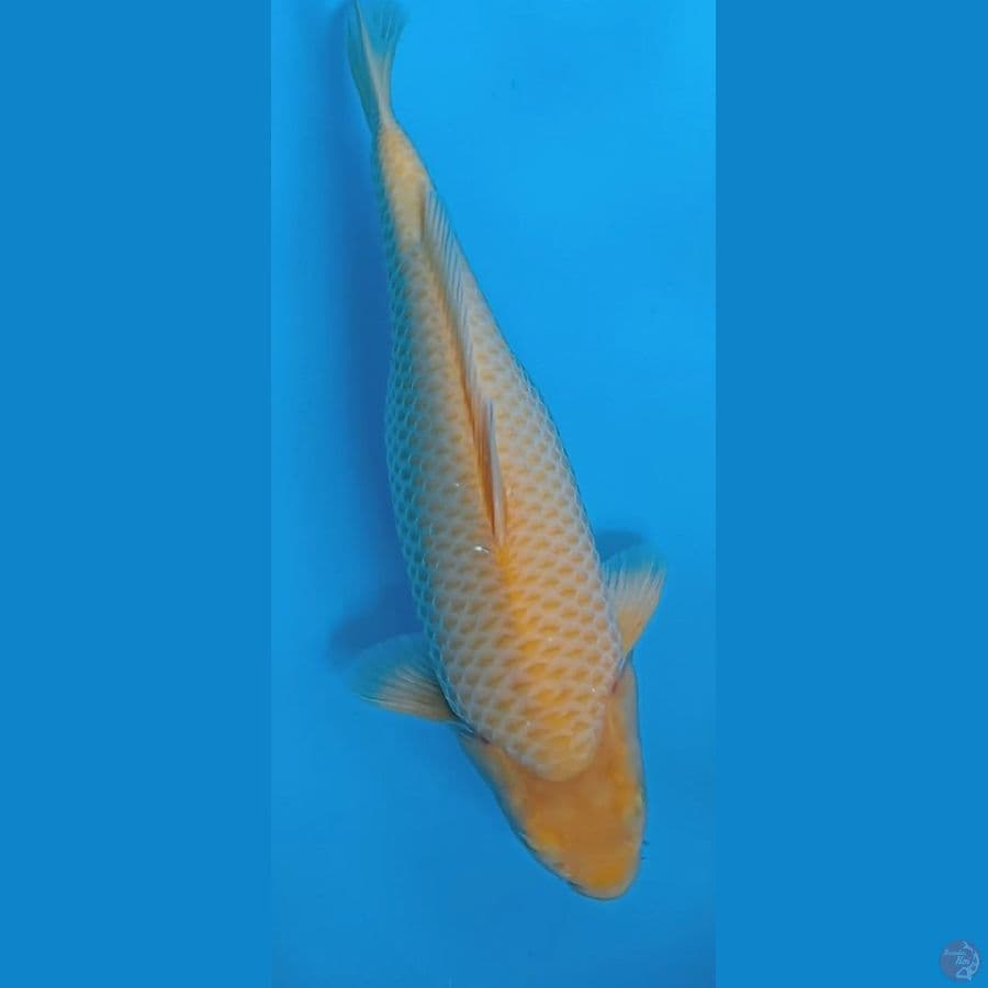 Karasi jagung Manis