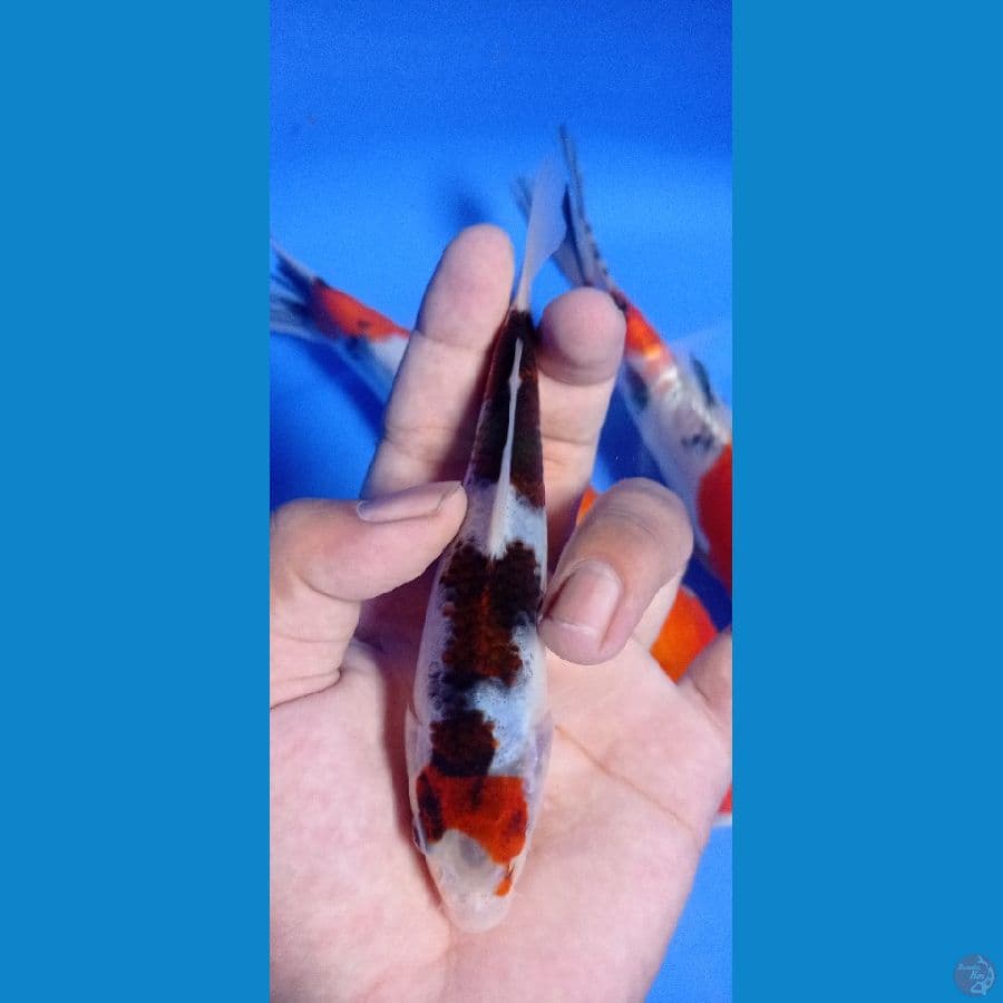 koromo 14cm