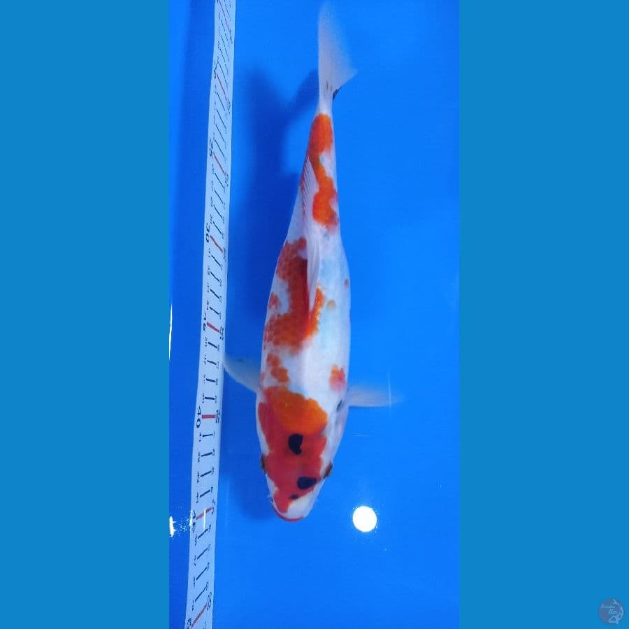 showa tategoi 29cm fm