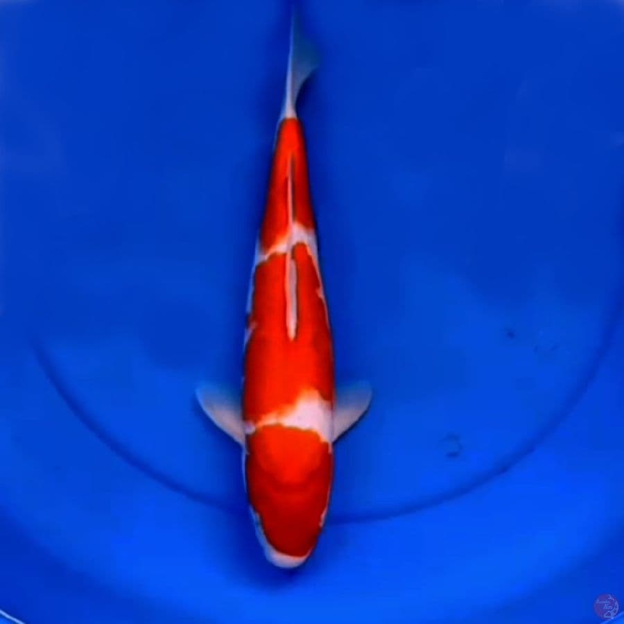 38cm 3STEP KOHAKU HQ
