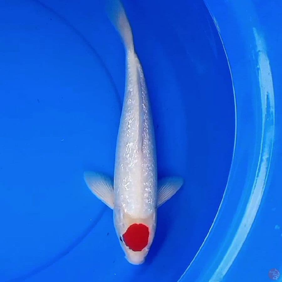 34cm KINGINRIN TANCHO ORI