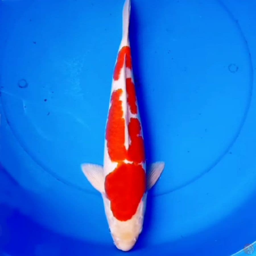 42cm F1 KOHAKU JUMBO ISTIMEWA