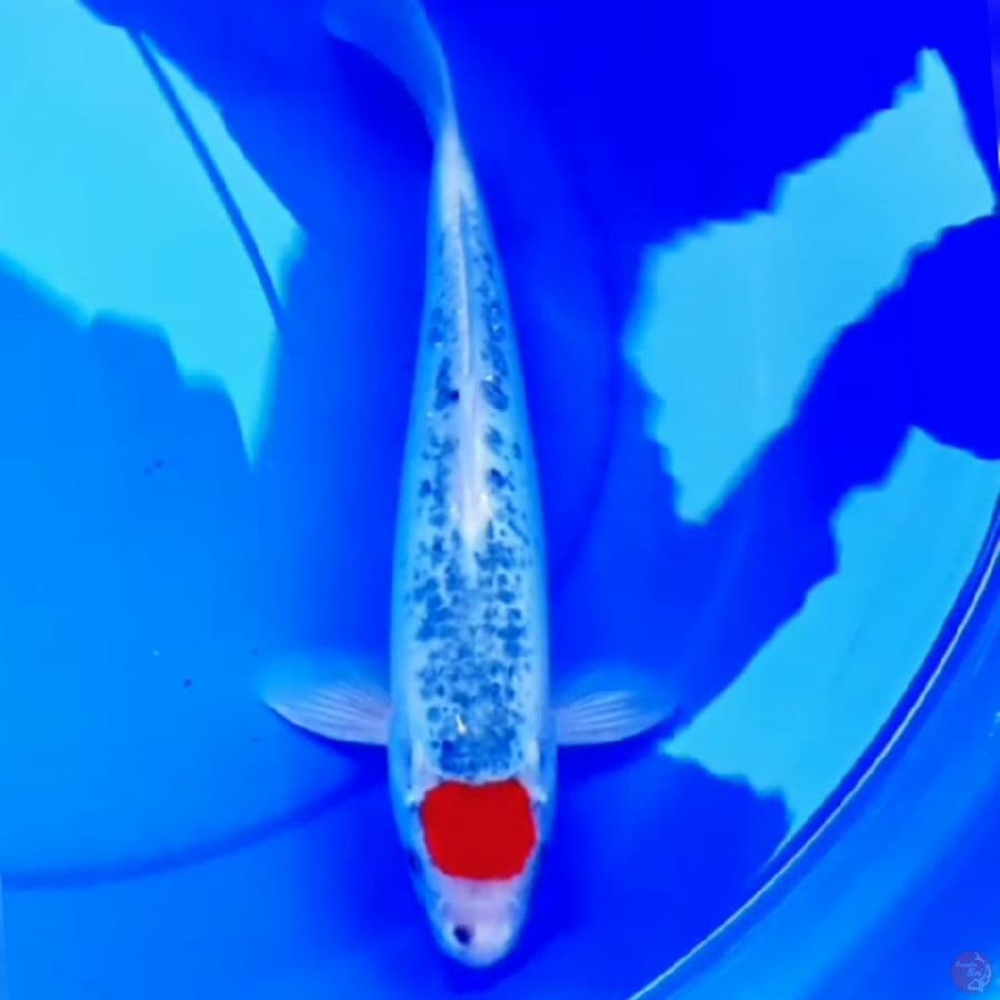 37cm F1 TANCO GOSHIKI