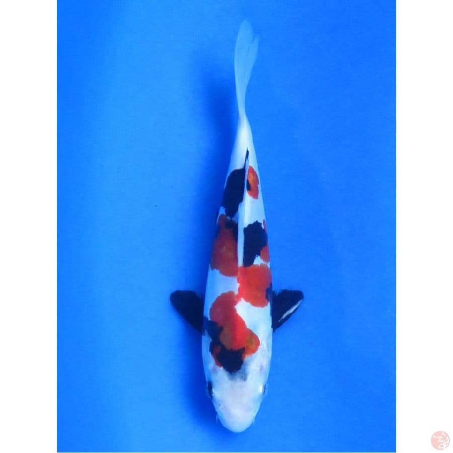 Doitsu Showa SQ, 20cm