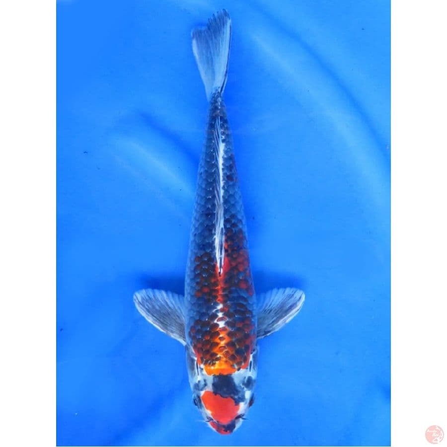 Beniginga , 34cm