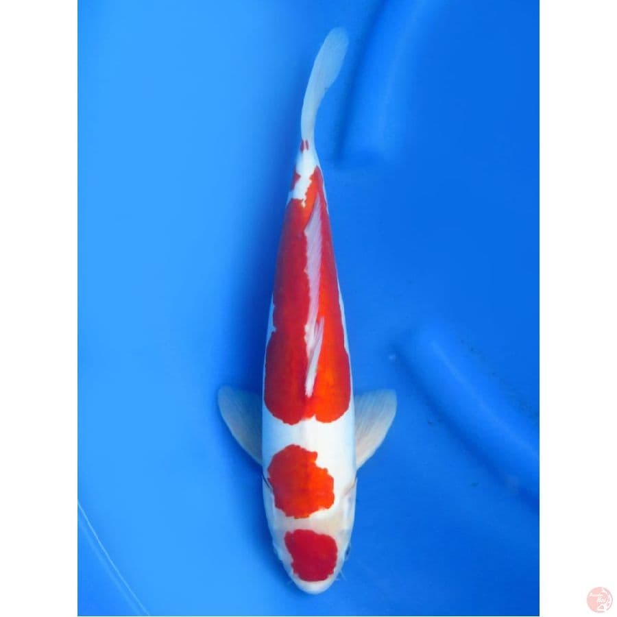 Super Merah Kohaku Doitsu Murni, 37cm