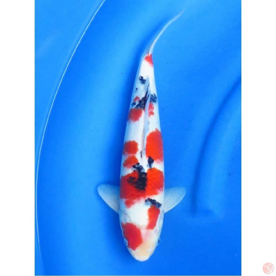 Red Sanke HQ, 35cm