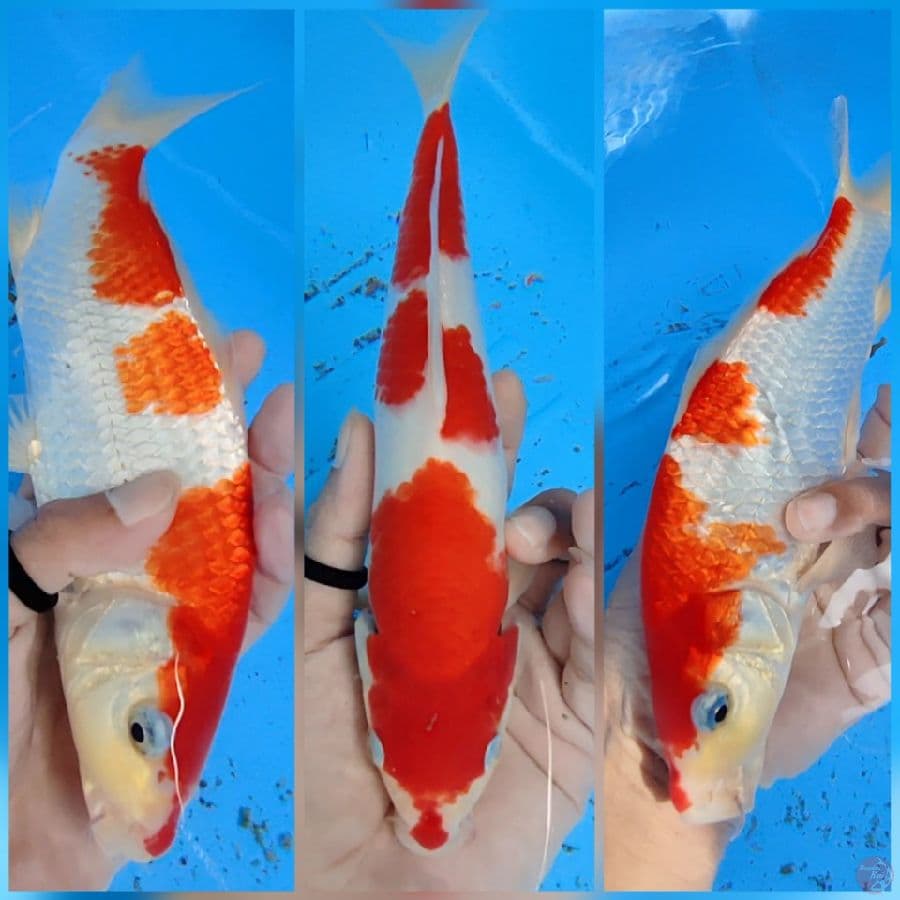 kohaku strong original 25 cm