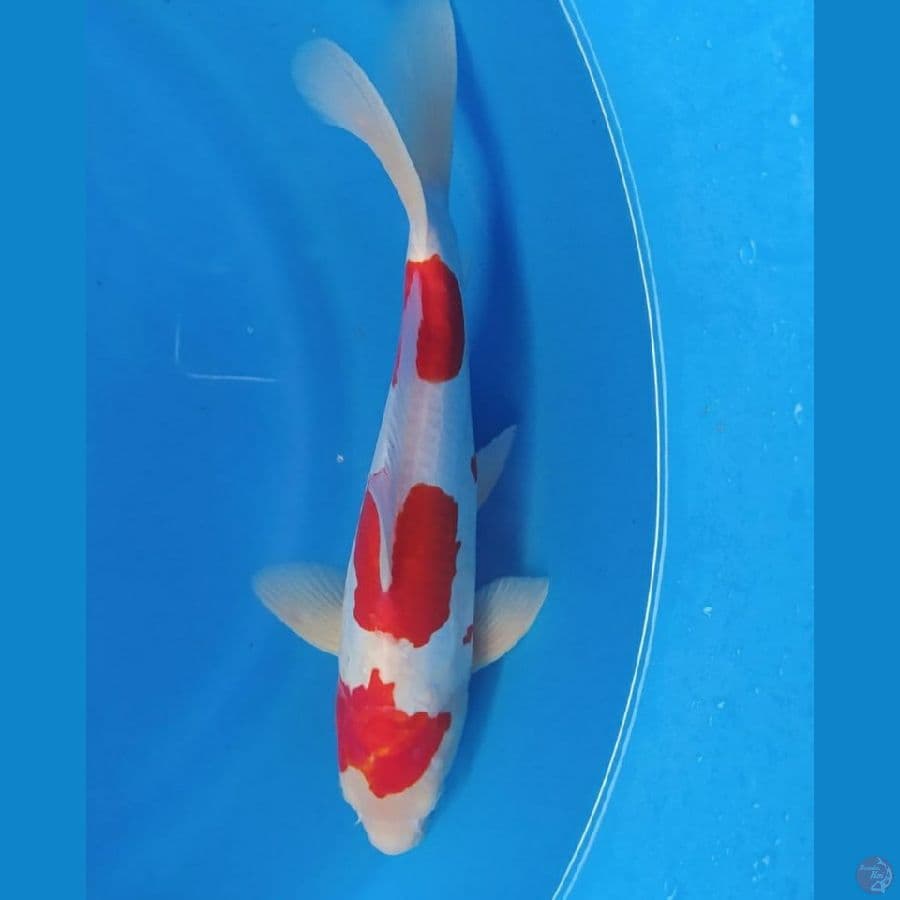 Kohaku Doitsu 34 cm 3 STEP