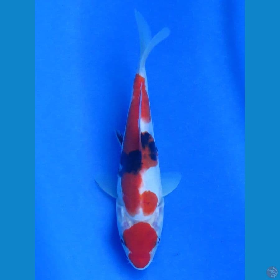 18cm - Doitsu Showa evo