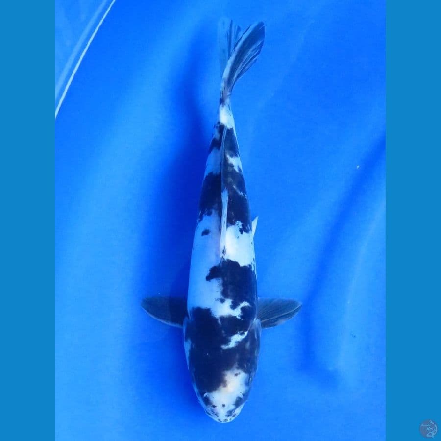 31cm - Shiro Doitsu Evo
