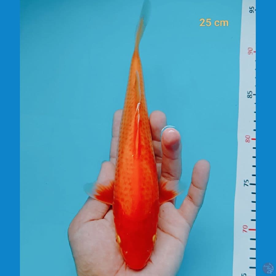 red karasi 25 cm