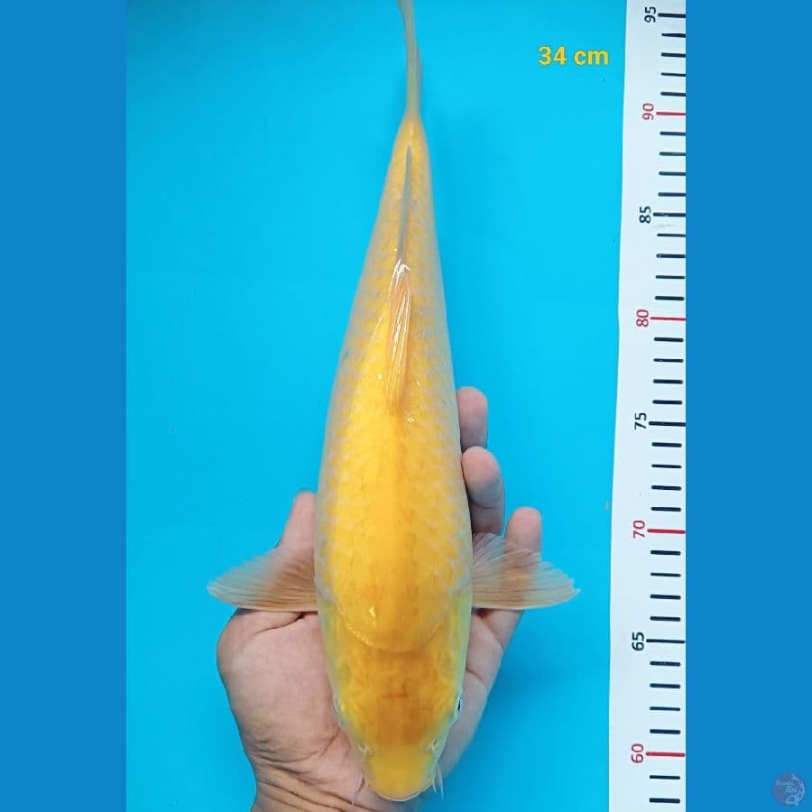 karasi munuk 34 cm