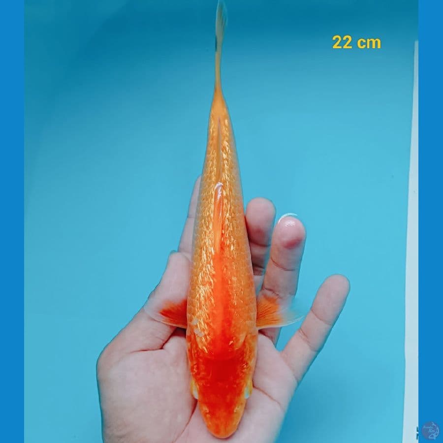 red karasi 22 cm