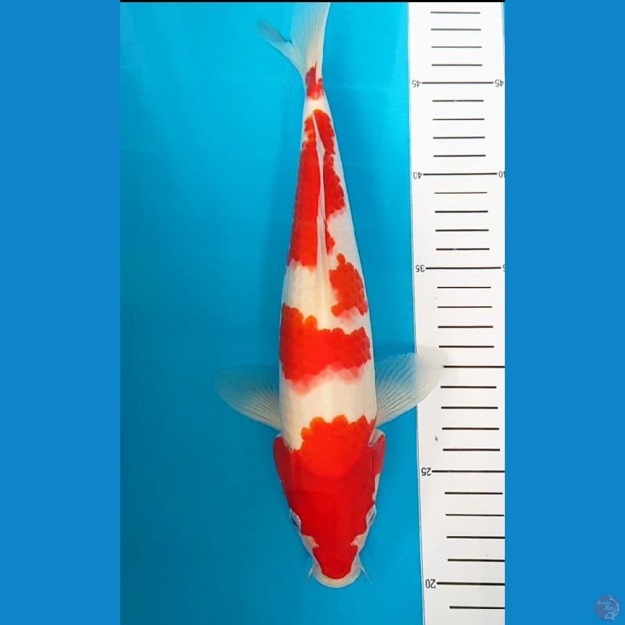 kohaku 29 cm