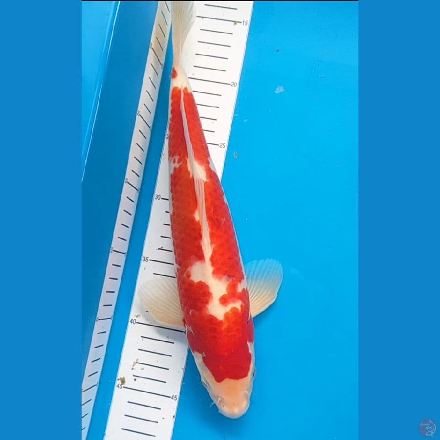 ai goromo 33 cm M