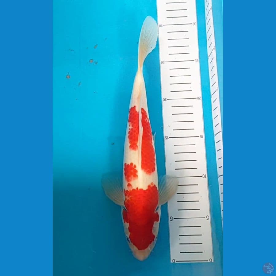 kahaku 29 cm