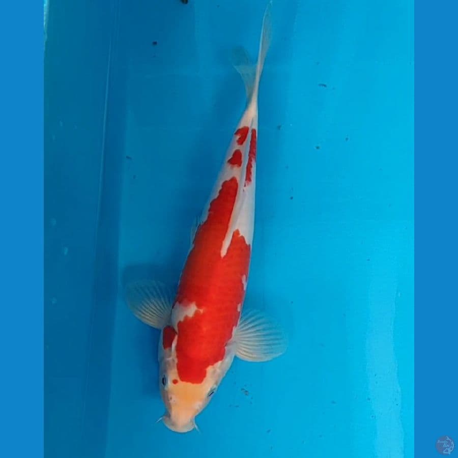 kahaku 29 cm