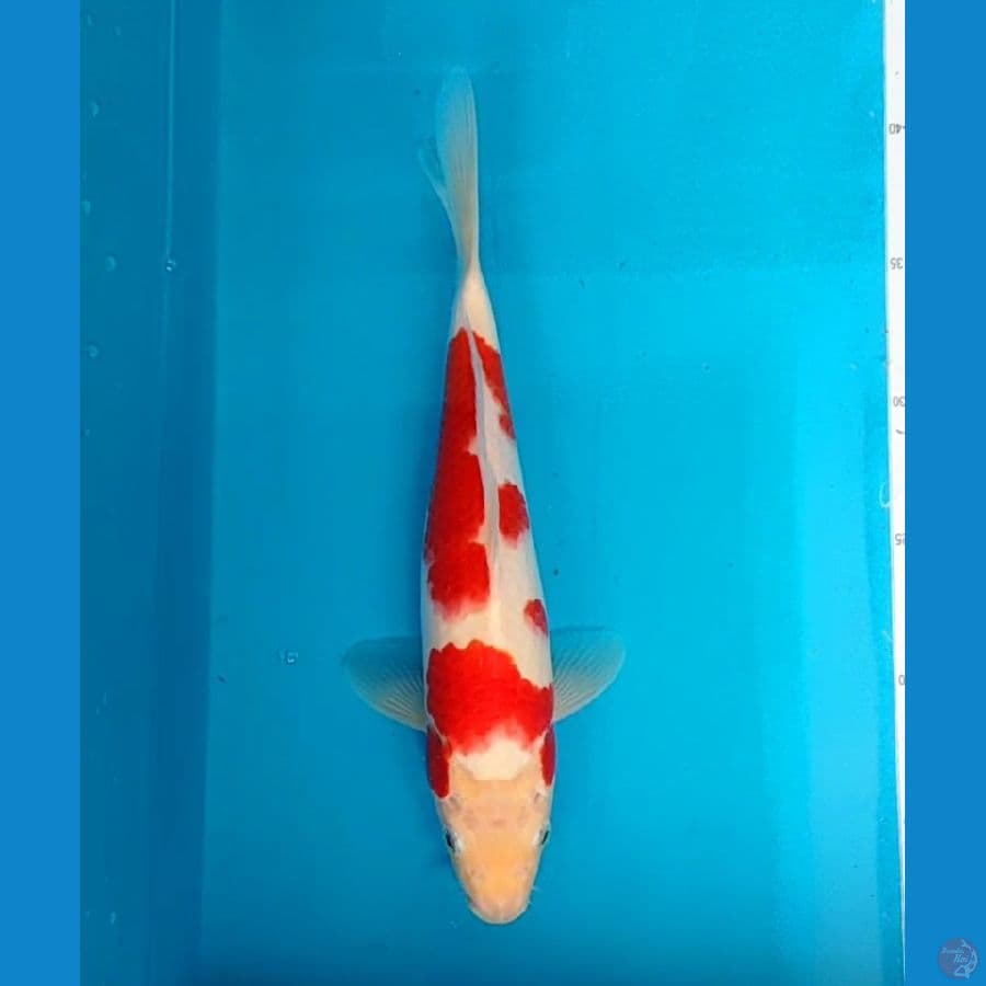 kohaku 29 cm