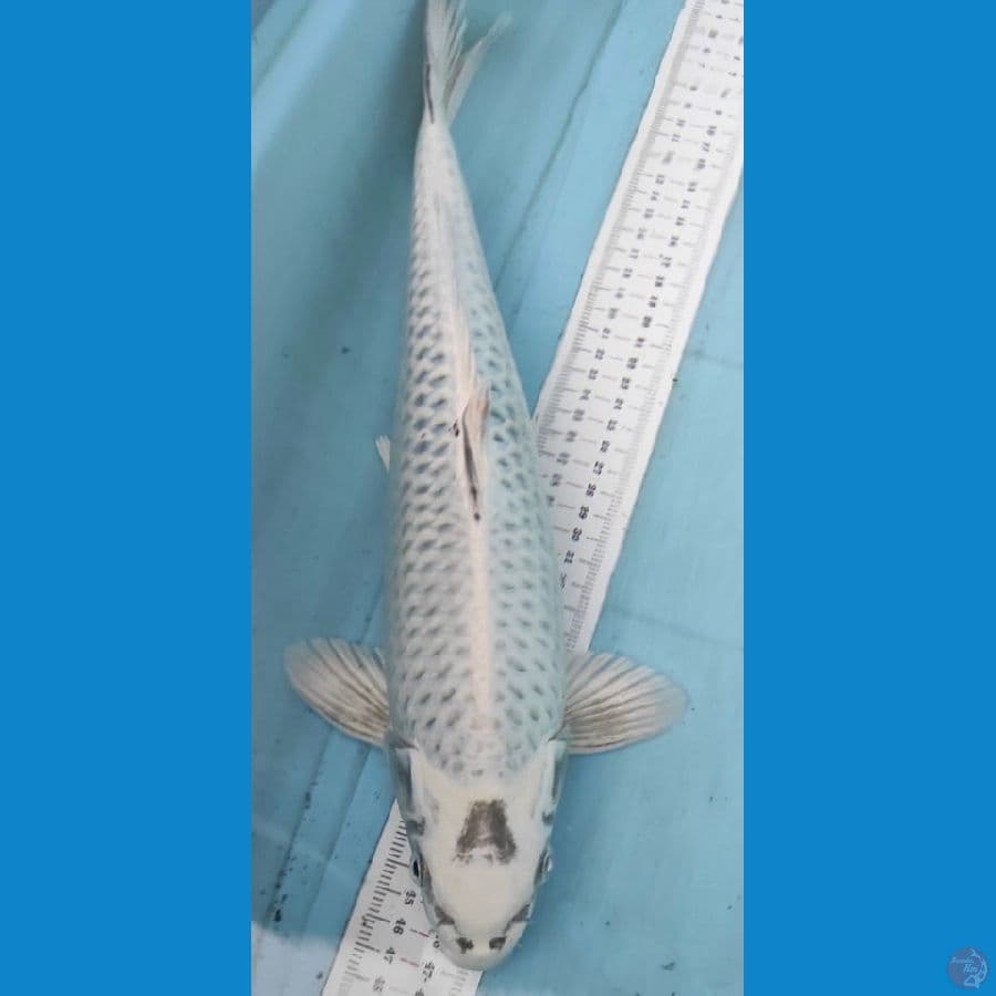 mukasi 39cm