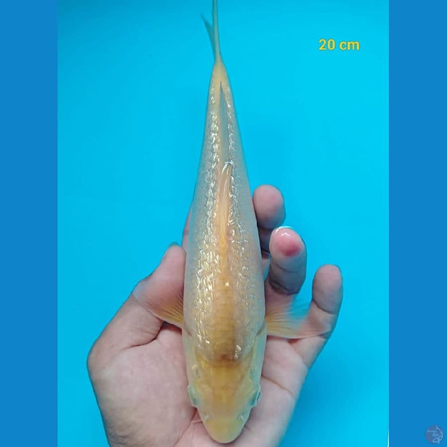 Caramel 20 CM