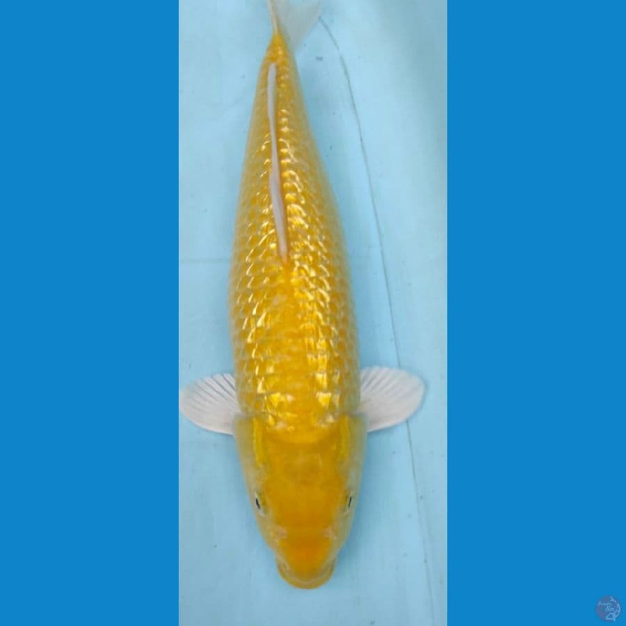 karasi ginrin 42cm