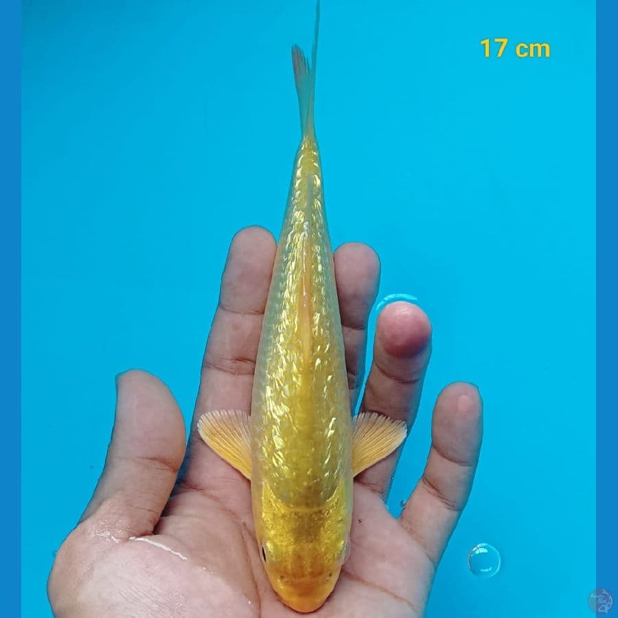 Midori Ginrin 17 CM