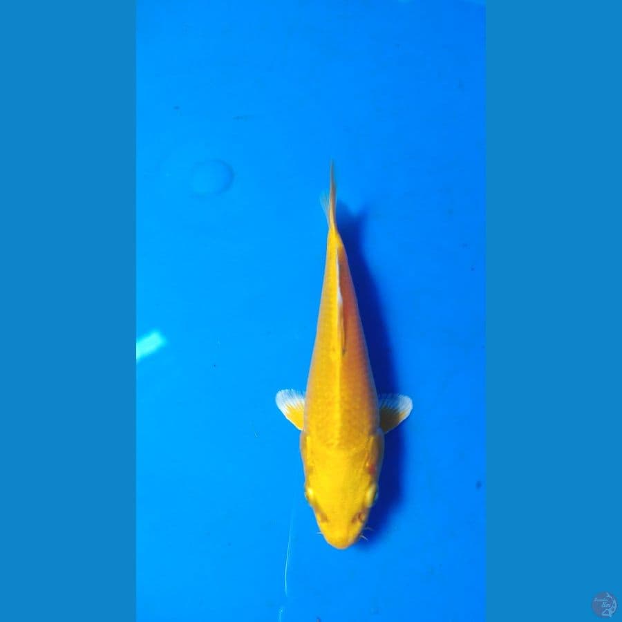 yamabuki 13 cm patak kepala bersih
