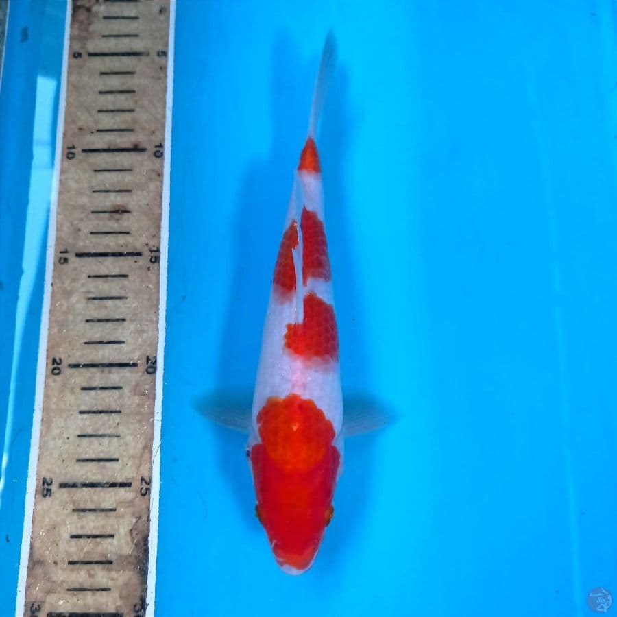kohaku, 22 cm