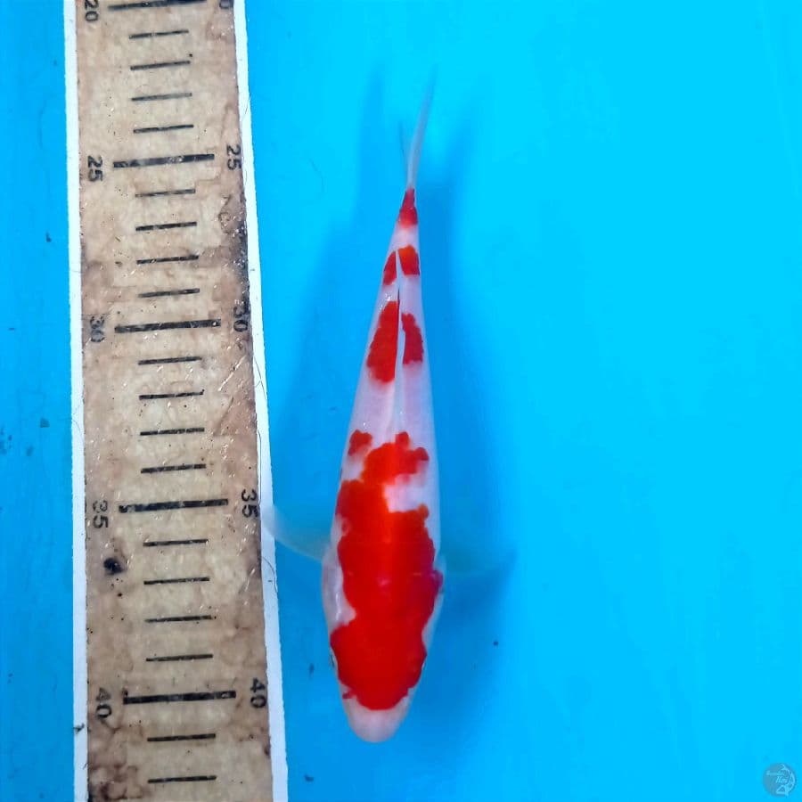 kohaku, 17 cm