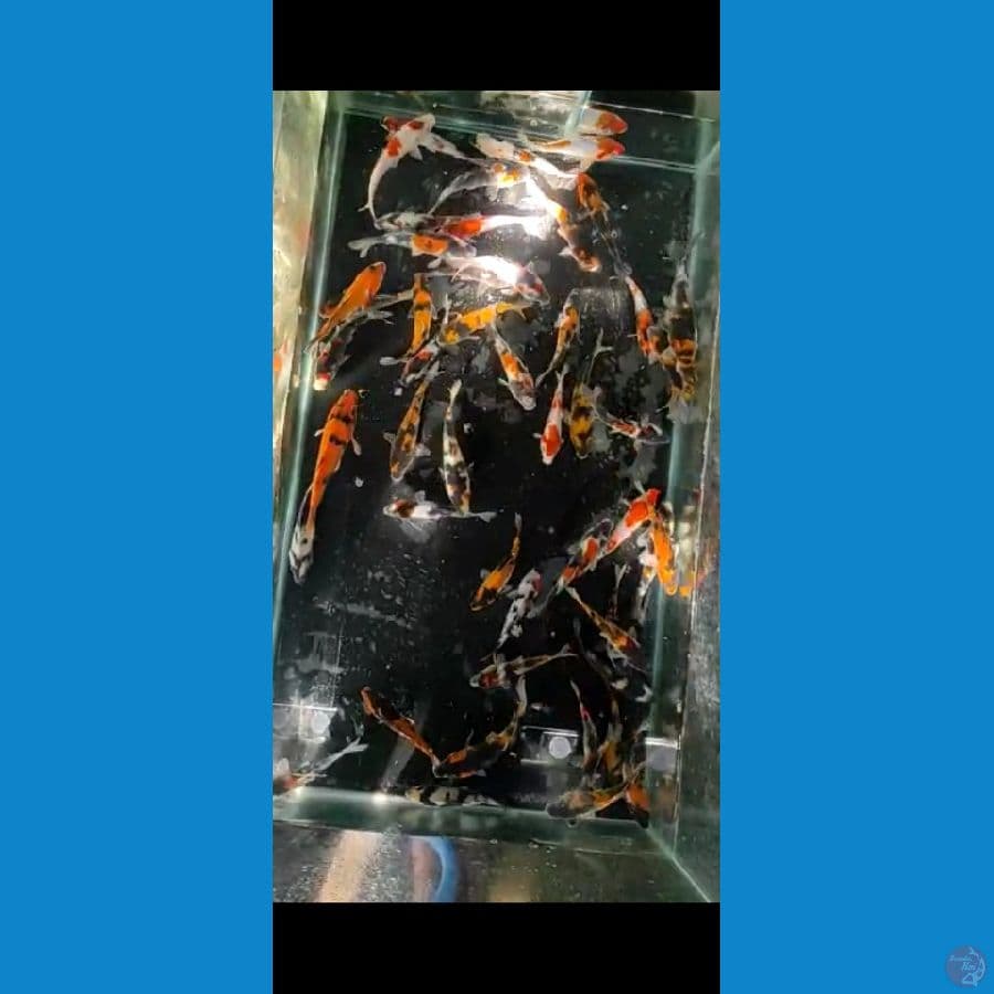 13-19cm 50ekor