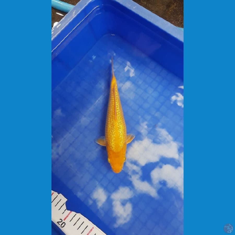 Karasi fuull ginrin 23cm male pundukan ready show