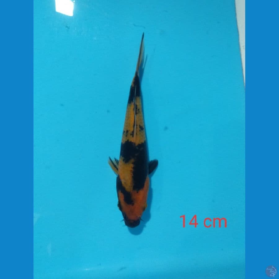 hi utsuri 14 cm