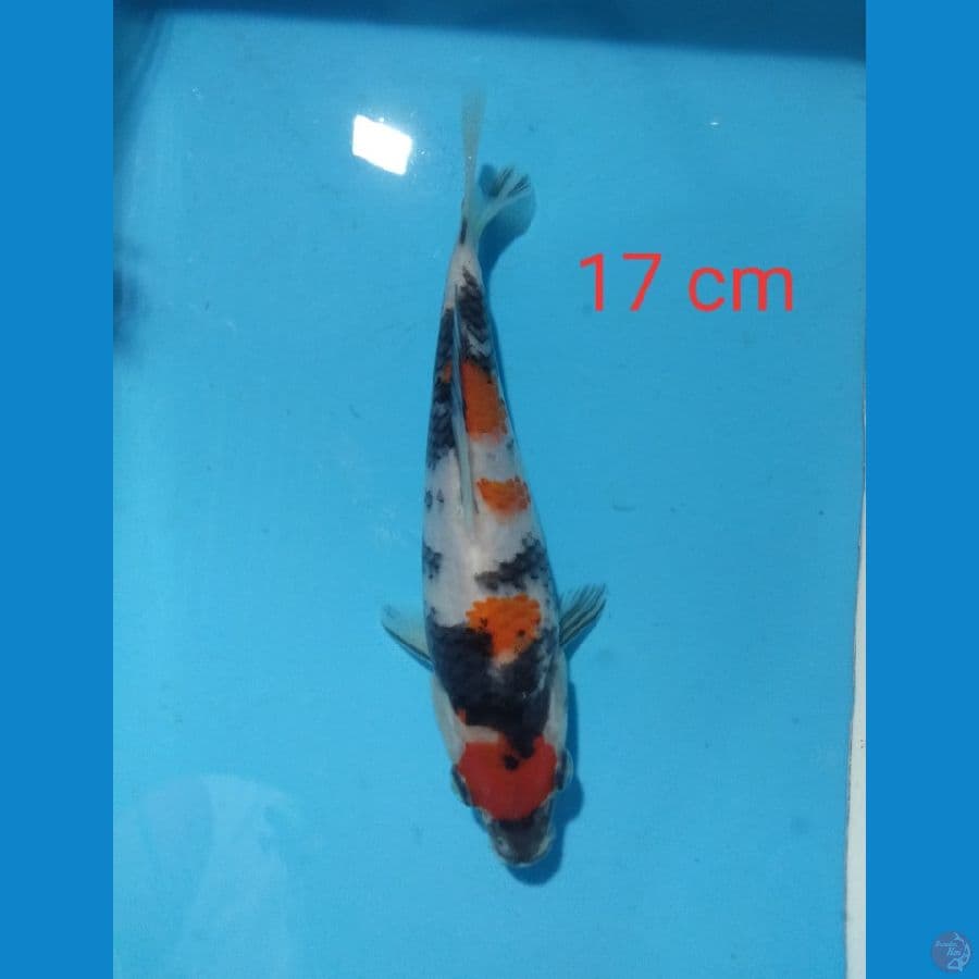 maruten showa 17 cm