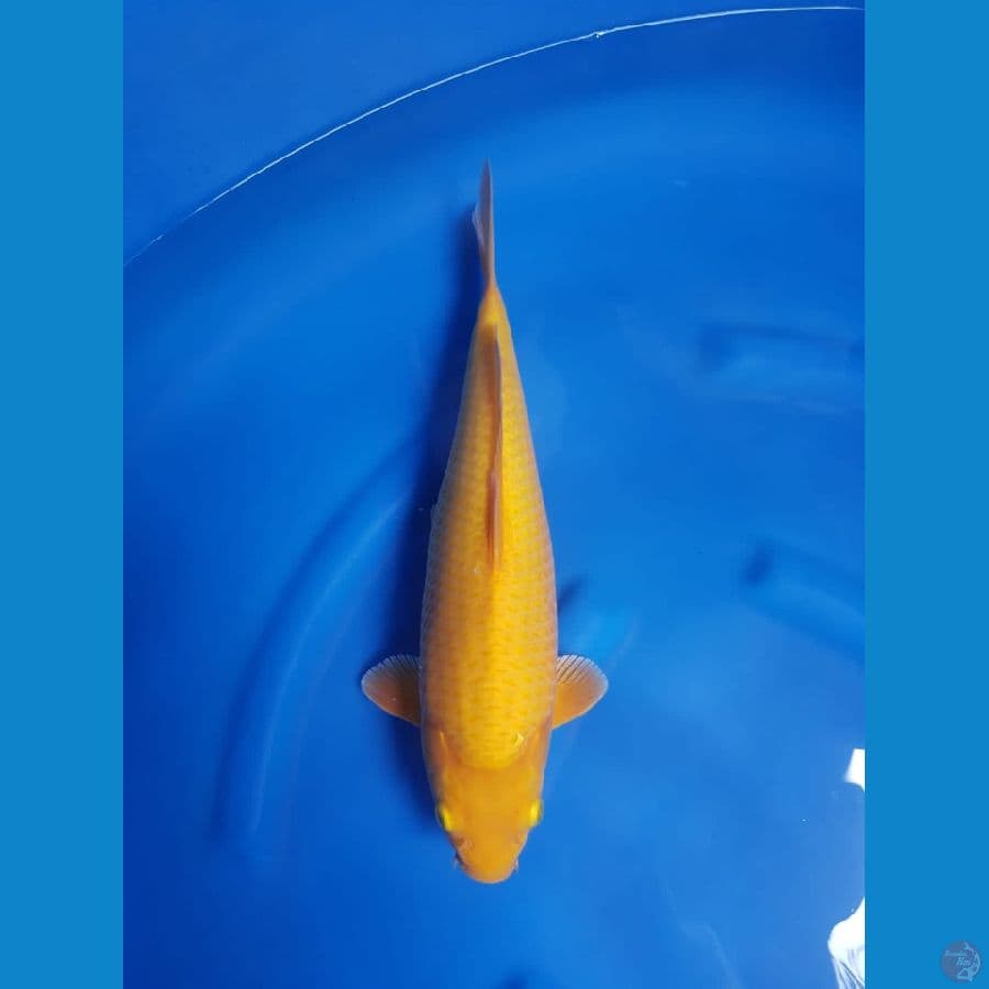 Karashi Super Mango Bulky Madina Azis 41cm™