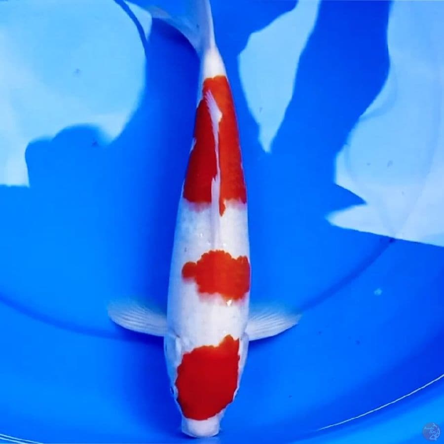 36cm SANDAN KOHAKU ORIGINAL STRONG