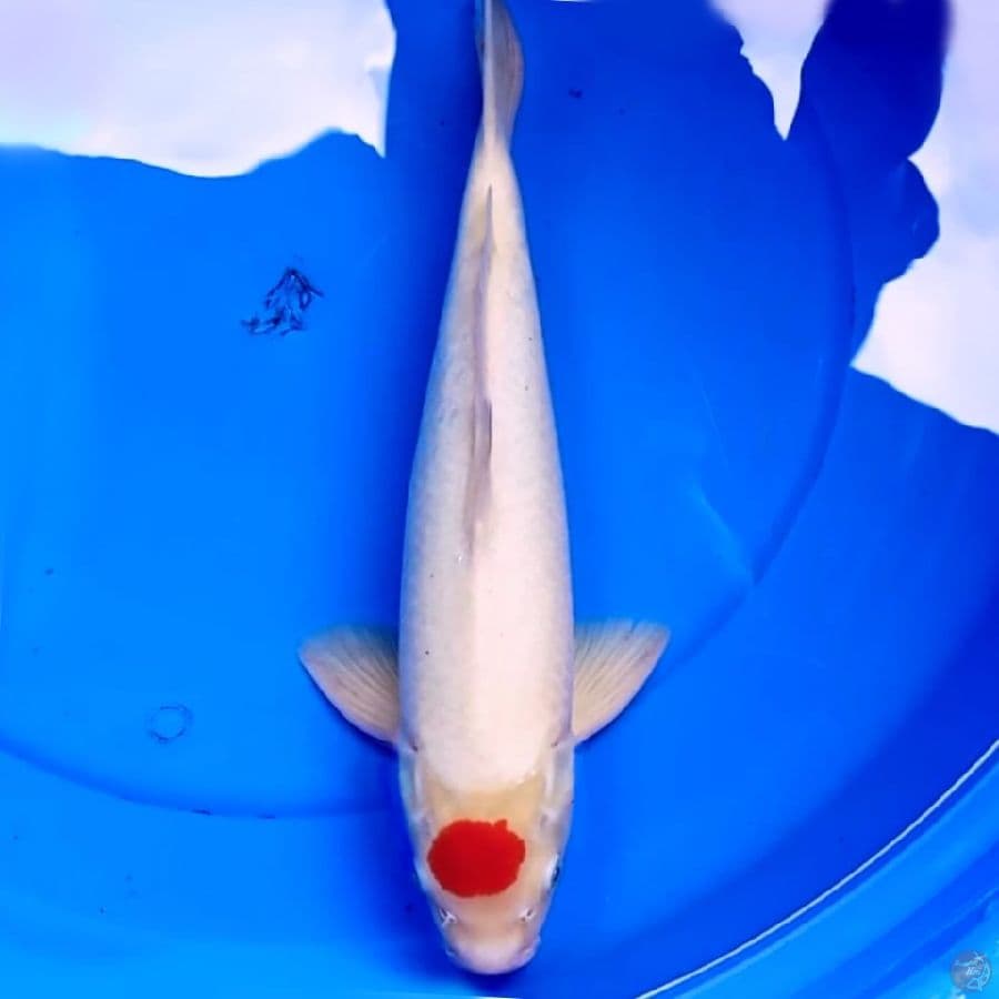 39CM ORIGINAL TANCHO