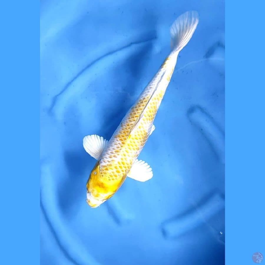 ( 42CM ) JUMBO HARIWAKE - FEMALE