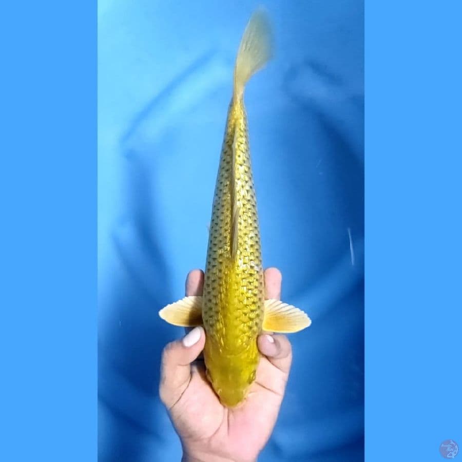 ( 31CM ) MIDORI GINRIN - MALE