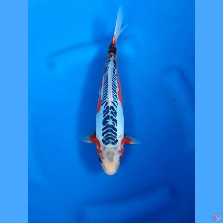 ( 28CM ) HANA SHUSUI MANTAP - MALE
