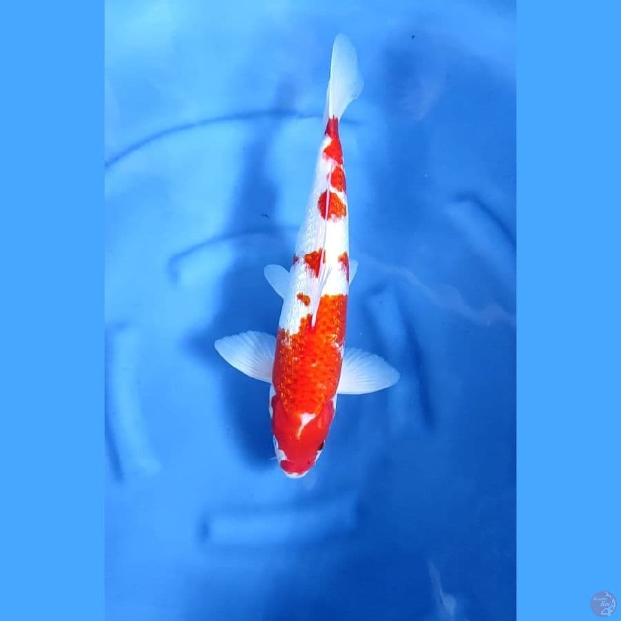 ( 41CM ) KOHAKU GINRIN - MALE