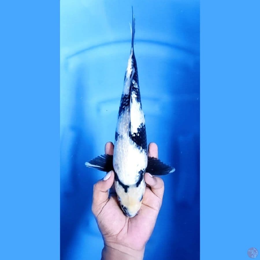 ( 32CM ) SHIRO GINRIN ISTIMEWA - MALE
