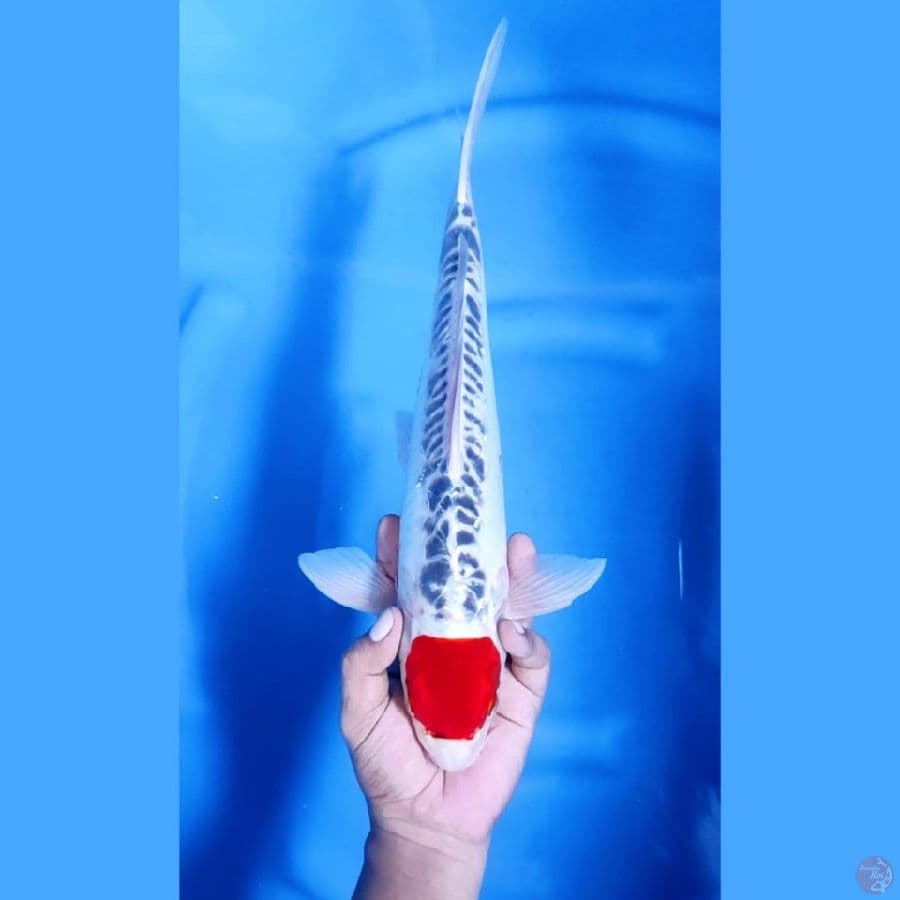 ( 39CM ) TANCHO ORIGINAL - MALE